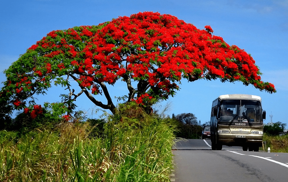 Mauritius