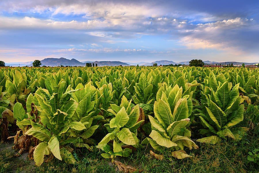 Tobacco plantation in Granada, Spain