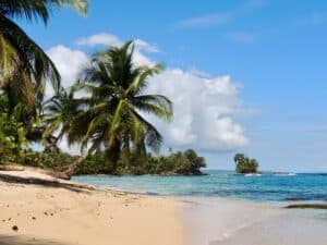 Panama, palm trees