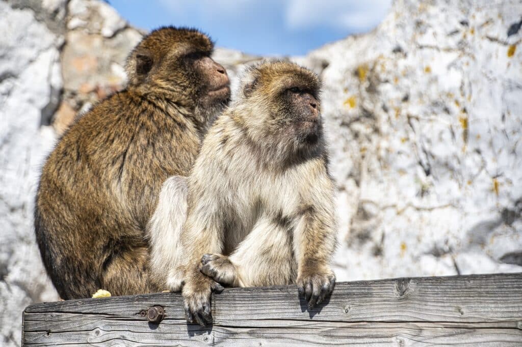 Barbary macaques in Gibraltar