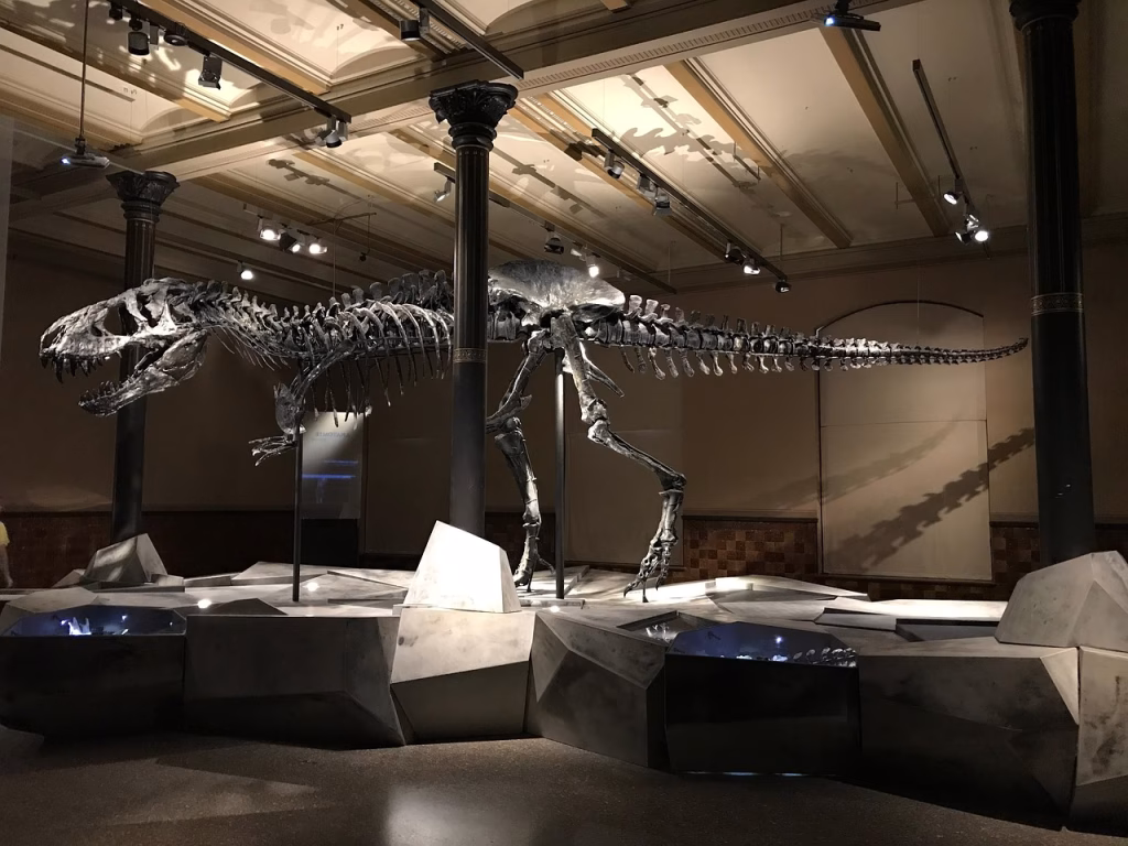 Dinosaur skeleton